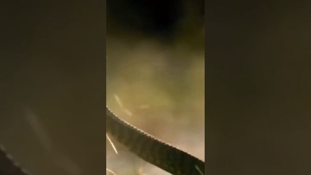 #mangusto VS #cobras #cobrasleões #shorts смотреть онлайн