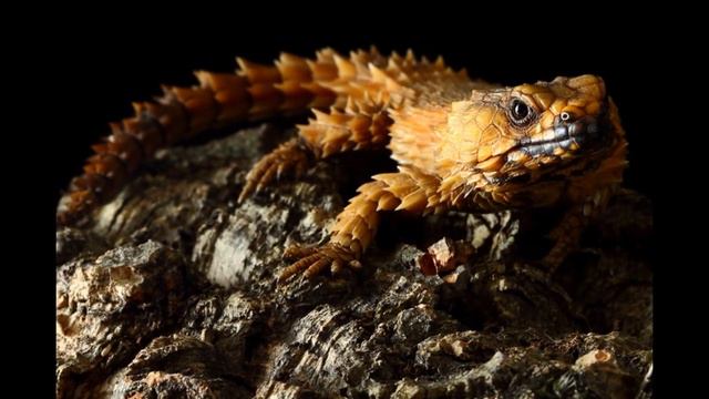 Самые необычные животные в мире. смотреть онлайн