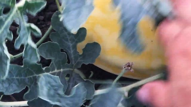 Желтые арбузы от Planti .Как бороться с зайцами и воронами? смотреть онлайн