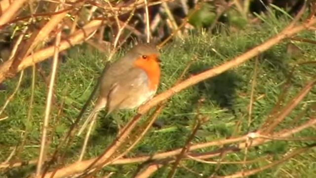 Brixham Robin смотреть онлайн