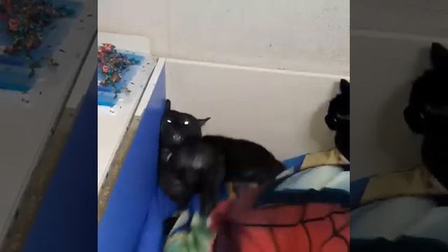 Злой кот смотреть онлайн