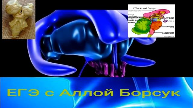 Строение промежуточного мозга в 3D.Анатомия человека смотреть онлайн