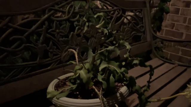 Epiphyllum Guatemalense “curly locks” night time video смотреть онлайн