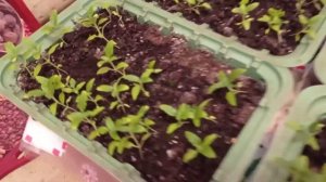 Вербена, пикировка вместе. 05.01.21