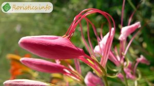 Цветок клеома – выращивание из семян, посадка и уход за клеомой; как и когда сажать клеому