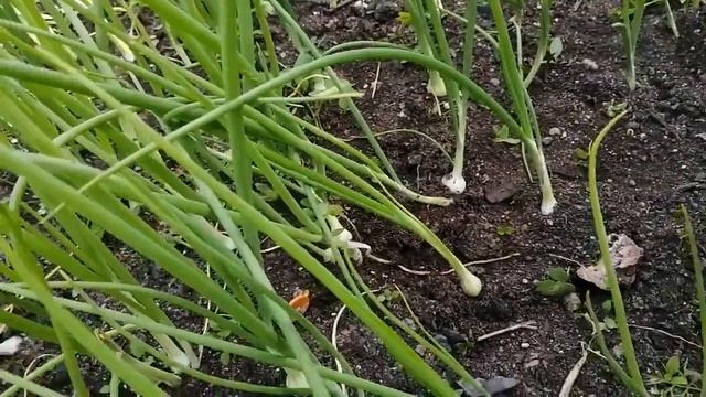 ЛУК на репку ЗА СЕЗОН из семян, ВАЖНОЕ в период активного роста! июнь смотреть онлайн