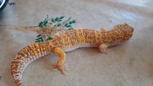 Стоит ли заводить эублефара