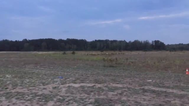 Cirneco first coursing / чирнеко первый курсинг смотреть онлайн