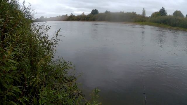 В деле лайт спиннинг Forsage Mr. Fox. Поклевки как из пулемёта! Ловля на вертушки по высокой воде. смотреть онлайн