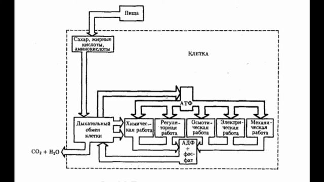 Потоки информации, энергии и вещества в клетке смотреть онлайн