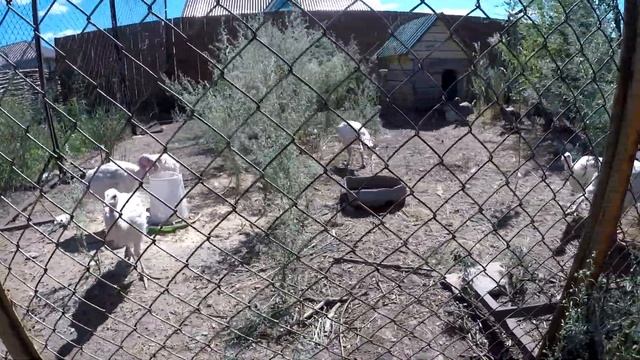 МУЗЕЙ КАМЕННЫХ ИЗВАЯНИЙ РОССО - АРИЕВ | С.КРАСНЫЙ ЯР В САМАРСКОЙ ОБЛАСТИ смотреть онлайн