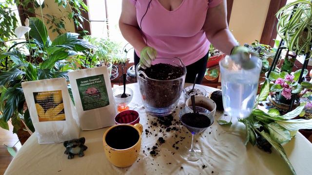 How to Revive a Dumbcane Dieffenbachia (Part 4) смотреть онлайн