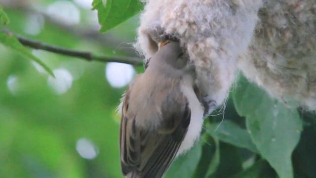 НАШЁЛ НЕОБЫЧНОЕ ГНЕЗДО РУКАВИЦУ. Гнездо ремеза с птенцами смотреть онлайн