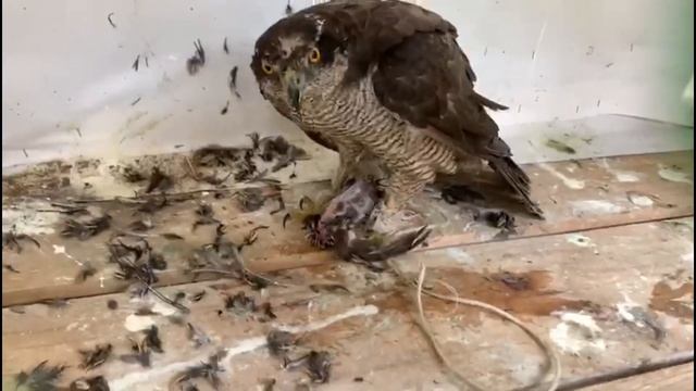 Вечернее кормление каракала и ястреба тетеревятника. смотреть онлайн