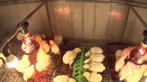 Цыплята бройлера РОСС 308 (ДЕСЯТЬ СУТОК) Динамика роста, кормление Набор веса