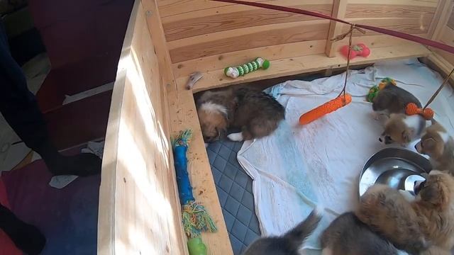 Корги Москва смотреть онлайн