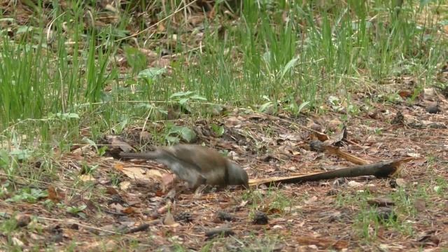 Щегол царская птица. смотреть онлайн