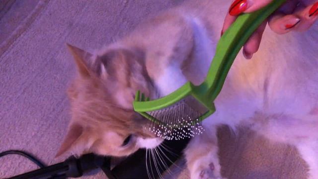 asmr with my cat ? асмр с котом!!! смотреть онлайн