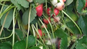 Крапо 10,квики,брилла,мурано,флер  #клубника#виноград#рассада#