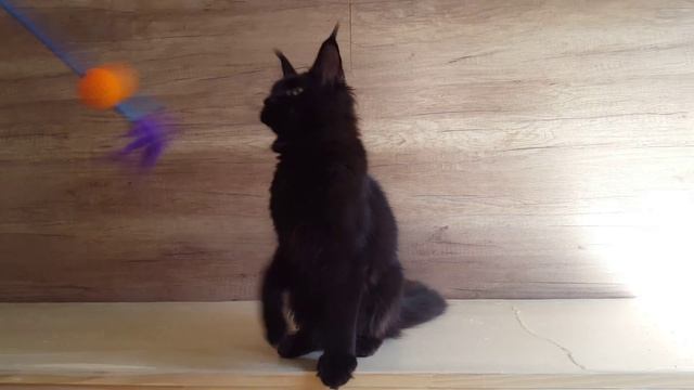 Девочка мейн кун черный солид- Intriga смотреть онлайн