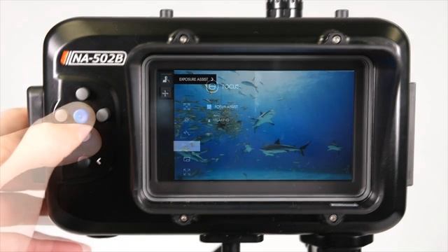 Hands on with Reef: Canon R7 & Nauticam NA-R7 смотреть онлайн
