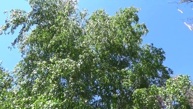 Скачать бесплатные футажи (береза) смотреть онлайн