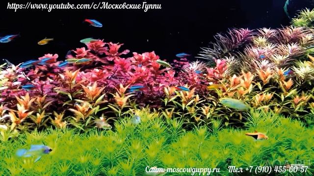 ДОМАШНИЙ АКВАРИУМ ДЛЯ ГУППИ. ЧАСТЬ 2. ГРУНТ, РАСТЕНИЯ, АКСЕССУАРЫ./A HOME AQUARIUM FOR GUPPIES PART смотреть онлайн