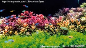 ДОМАШНИЙ АКВАРИУМ ДЛЯ ГУППИ. ЧАСТЬ 2. ГРУНТ, РАСТЕНИЯ, АКСЕССУАРЫ./A HOME AQUARIUM FOR GUPPIES PART