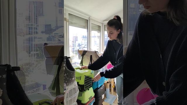 Де в Броварах купить якісну переноску для тварини?Зоомагазин РеалВет #реалвет #зоомагазин #переноск смотреть онлайн