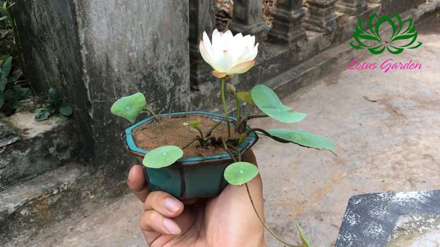 How can a lotus flower bloom in a small pot? | Grow mini lotus at home смотреть онлайн
