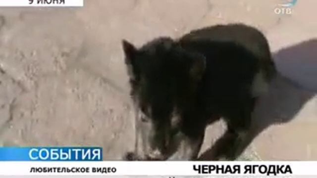 Детёныша чёрного ягуара назвали Яго смотреть онлайн