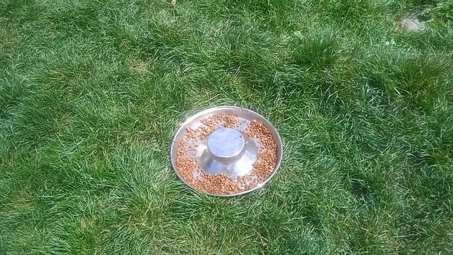 Французський бульдог. Чим годуємо і як пройшов день. смотреть онлайн