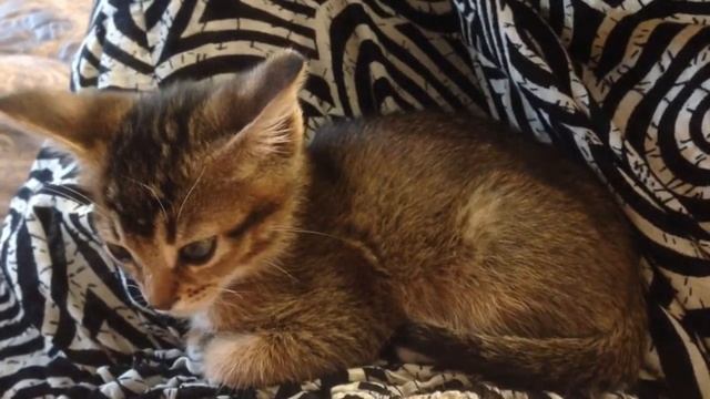 Засыпающий котенок. Cat смотреть онлайн