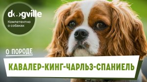 Кавалер-кинг-чарльз-спаниель - О породе - Как выбрать щенка?