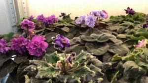 Красивые сорта Фиалок(Выпуск №13)