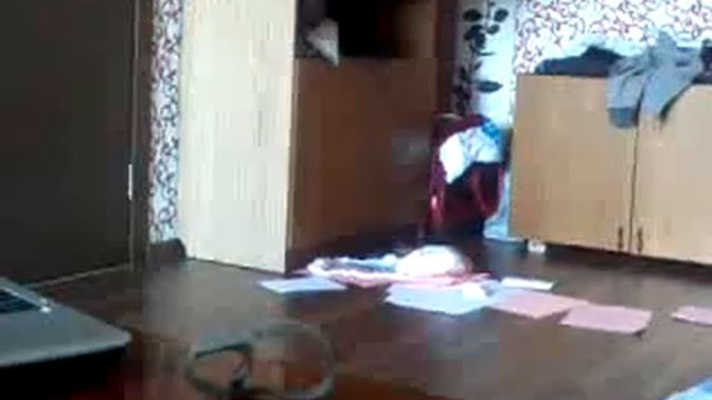 Норка Боня. куньи, хорьки, норки смотреть онлайн