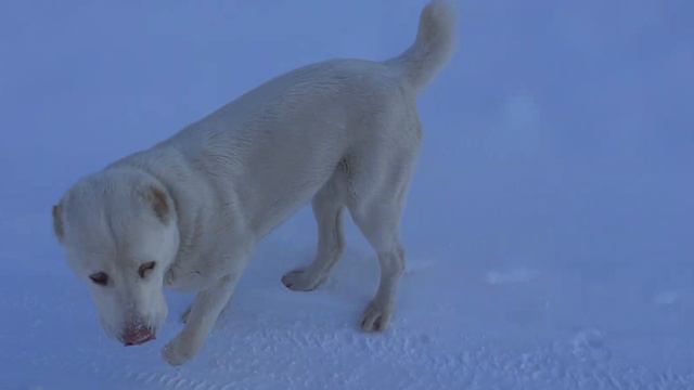 Алабай разыгрался , Айса 10 месяцев смотреть онлайн