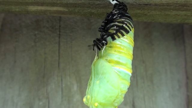 Monarch Butterfly Transformation: Caterpillar to Chrysalis смотреть онлайн