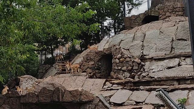 С 1 августа изменился режим работы Московского зоопарка смотреть онлайн