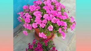 Обзор Петунии вегетативной АМПЕЛЬНОЙ ФАНФАРА. #цветывсаду #вегетативныепетунии