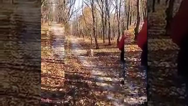 Дрессировка собак Голден ретривер смотреть онлайн