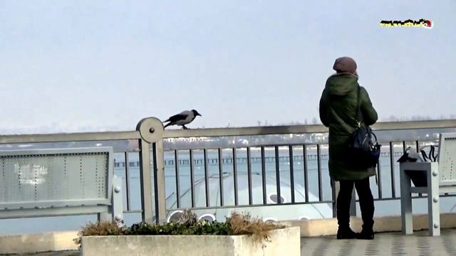 Вороне бог послал... Анапа, набережная, 10.01.17 г. смотреть онлайн