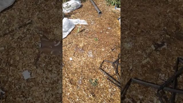 Дорожки между грядок смотреть онлайн