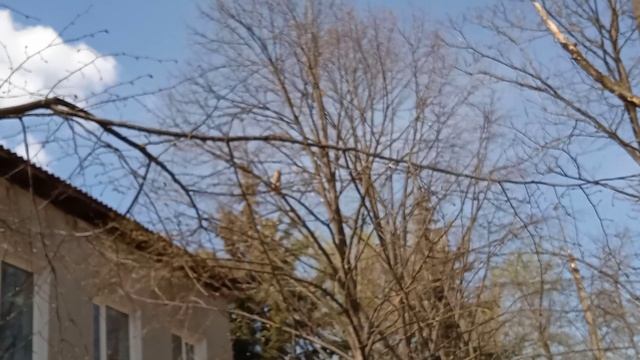 Как вы думаете, что означает увидеть белую сову на дереве смотреть онлайн