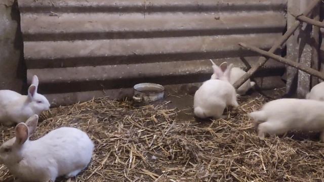 Кролики Белый Паннон, залезла лиса к уткам. смотреть онлайн