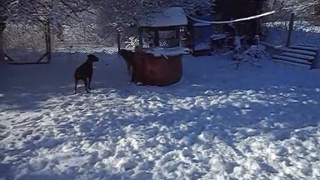Зимняя сказка с энергичными и позитивными друзьями Доберман Бордоский дог Азиат зимняя прогулка смотреть онлайн