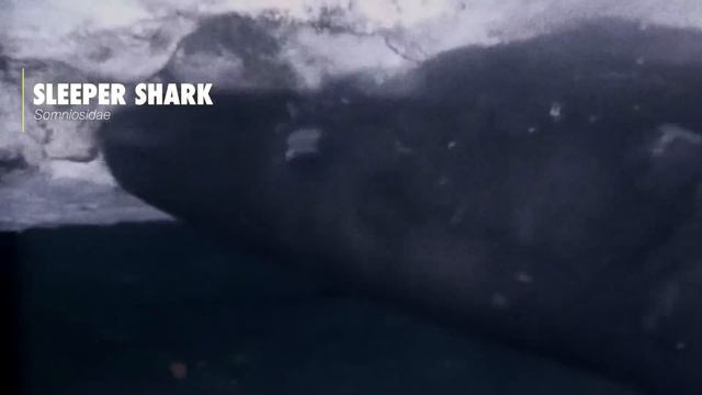 The Stages of Whale Decomposition смотреть онлайн