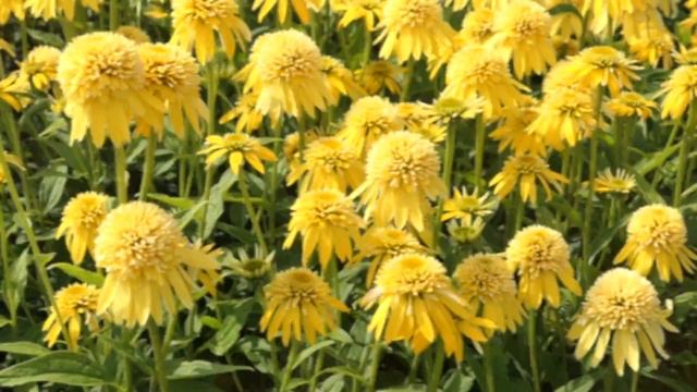 Echinacea Eccentric Yellow® смотреть онлайн