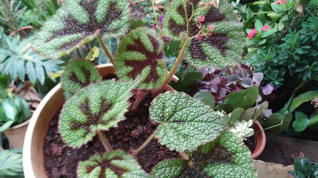 Begonia Masoniana/Iron Cross Begonia Full Care#luciana Home Garden