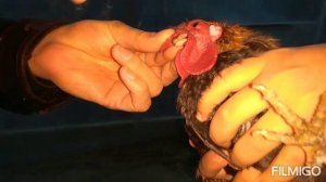 Ла сота вакцинация кур